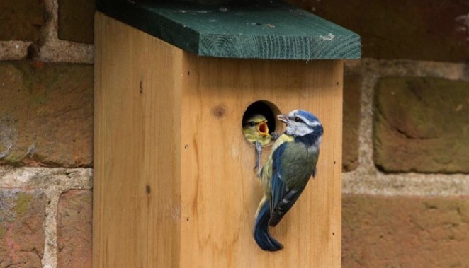 10 способов помочь дикой природе осенью